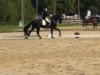 horse Rosenstolz 85 (Oldenburg, 2006, from Royal Dance)