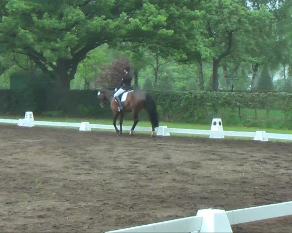 dressage horse Rocardi 2 (Oldenburg, 2001, from Royal Dance)