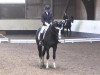 dressage horse Guini (Polish Warmblood, 2005, from Palegro)