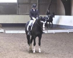 dressage horse Guini (Polish Warmblood, 2005, from Palegro)