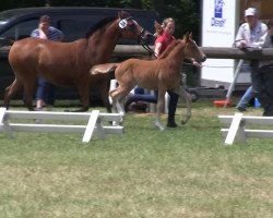 broodmare Golden Pearl 6 (German Riding Pony, 2013, from FS Golden Highlight)