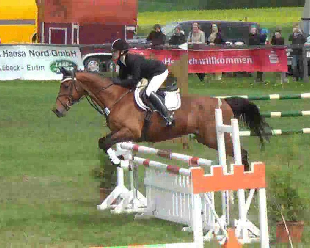 jumper Missouri 55 (Trakehner, 1997, from Veritas AA)