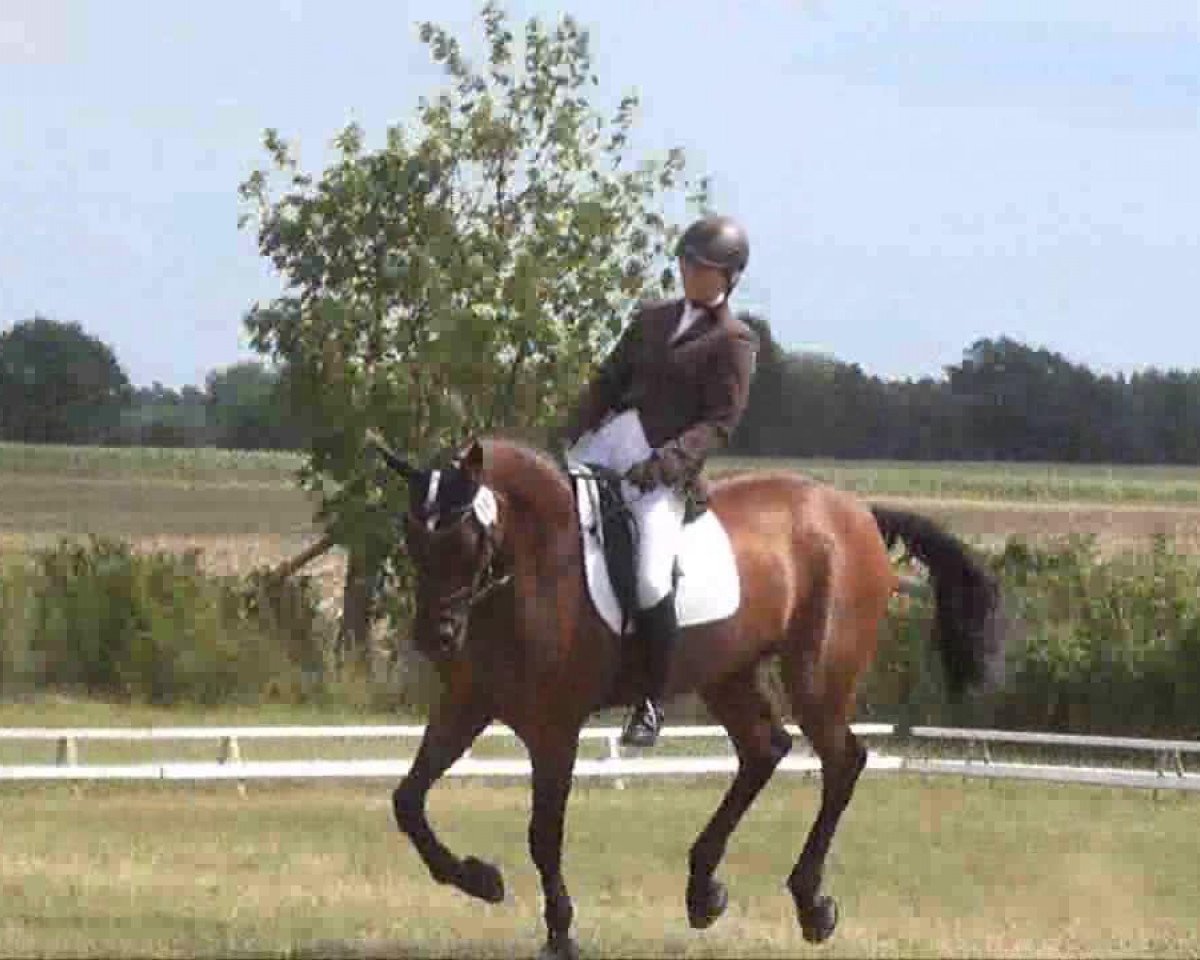 jumper Naomi (Hanoverian, 1998, from Natiello xx)