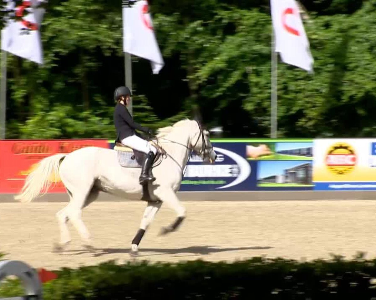 Springpferd Rosario 35 (Hannoveraner, 1997, von Ramiro's Bube)