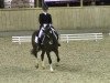 dressage horse Castello N (German Riding Pony, 1999, from Cap Cennedy N)