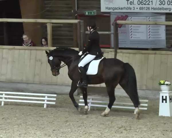 dressage horse Cobold - H (Württemberger, 2003, from Capone II)