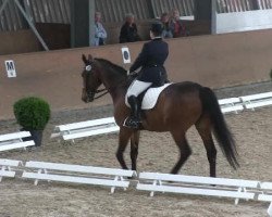 dressage horse Clinton 49 (Rhinelander, 1998, from Celvin)