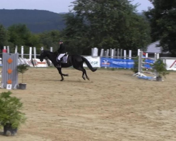 jumper Perry Ann (Holsteiner, 2000, from Larioni)