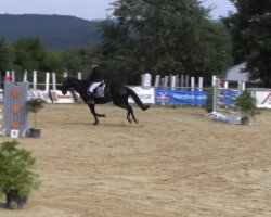 jumper Perry Ann (Holsteiner, 2000, from Larioni)