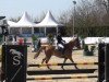 jumper Elbo 3 (KWPN (Royal Dutch Sporthorse), 2009, from Coconut Grove xx)