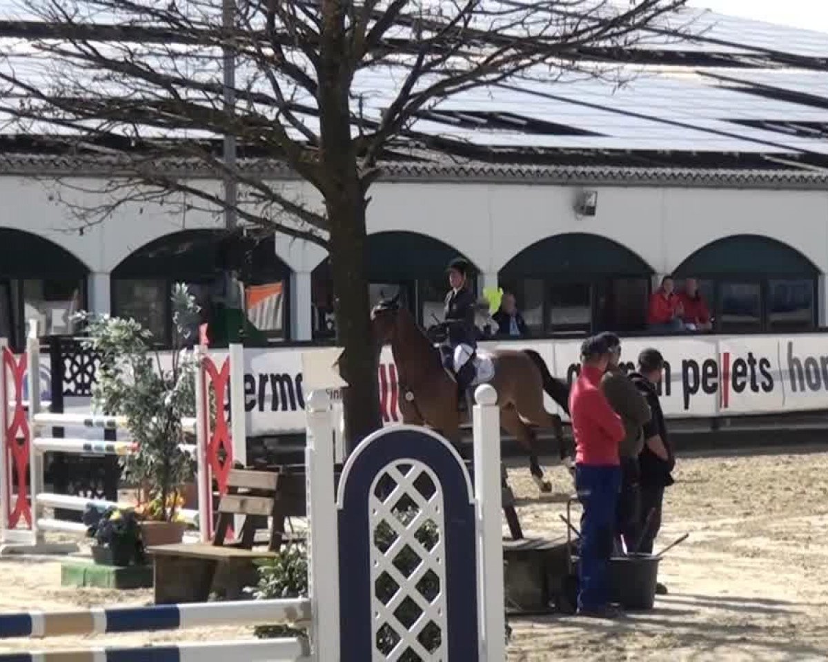 Springpferd Beckham 18 (Schwedisches Warmblut, 2009, von Berlin)