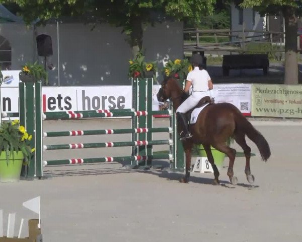 Zuchtstute Ganadora (Oldenburger, 2003, von Rubin Royal OLD)