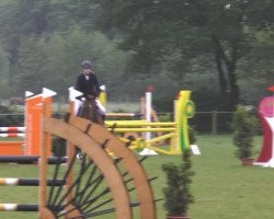 jumper Callimero 25 (German Sport Horse, 2004, from Casado)