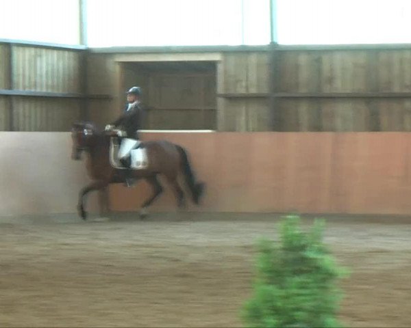 dressage horse Daddy's Djambo (Westphalian, 2005, from Dancing Dynamite)