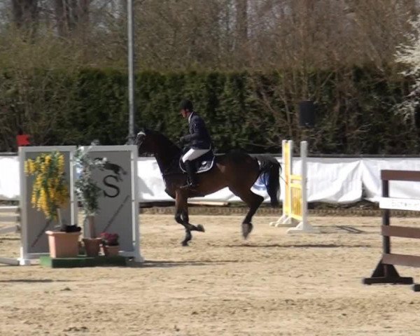 jumper Leon 630 (Hanoverian, 2008, from Landjonker (Fruhling))