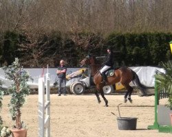 jumper Amerikan (Italian Warmblood, 2008, from Quick Star)