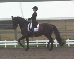 dressage horse Diego de la Vega 3 (Oldenburg, 2004, from Donnerschwee)