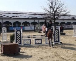 jumper King (Belgian Warmblood, 2010, from Dokkum de Rialfo)