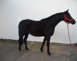 Zuchtstute Fakira (Arabisches Halbblut / Partbred, 2012, von Raven EAO)