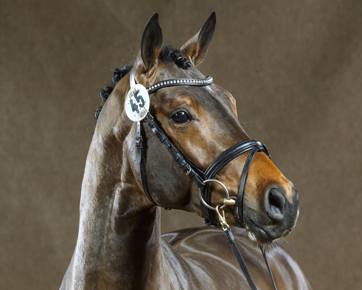stallion Baldessarini (Westphalian, 2012, from Balous Bellini)