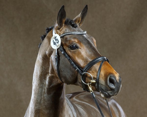 stallion Baldessarini (Westphalian, 2012, from Balous Bellini)
