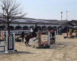 jumper Oklahoma Holstenhoeve Z (Zangersheide riding horse, 2010, from Ogano Sitte)