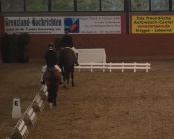 dressage horse Dancing Dynamit (Oldenburg, 2004, from Danny Wilde)