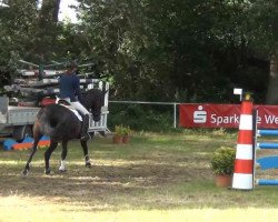 dressage horse Davinja 8 (Oldenburg, 2006, from Dressage Royal)