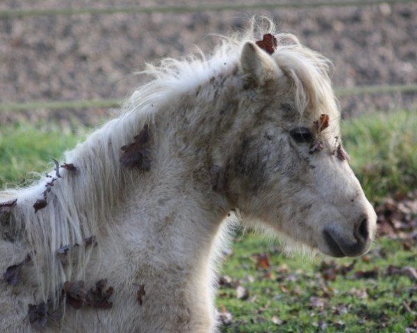 Zuchtstute Vanilla Rose (Dt.Part-bred Shetland Pony, 2009)