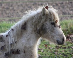 Zuchtstute Vanilla Rose (Dt.Part-bred Shetland Pony, 2009)