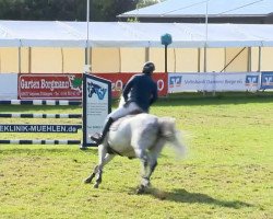 broodmare Canndy (Holsteiner, 2002, from Carano)