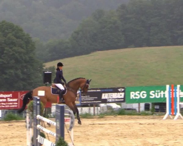 jumper Contus M (Oldenburg show jumper, 2004, from Contact Me)