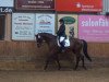 dressage horse Lord of the Dance 38 (Holsteiner, 2003, from Limbus)