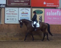 dressage horse Lord of the Dance 38 (Holsteiner, 2003, from Limbus)