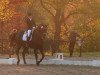 dressage horse Freixenet 65 (Hanoverian, 2006, from Farewell III)