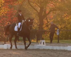 dressage horse Freixenet 65 (Hanoverian, 2006, from Farewell III)