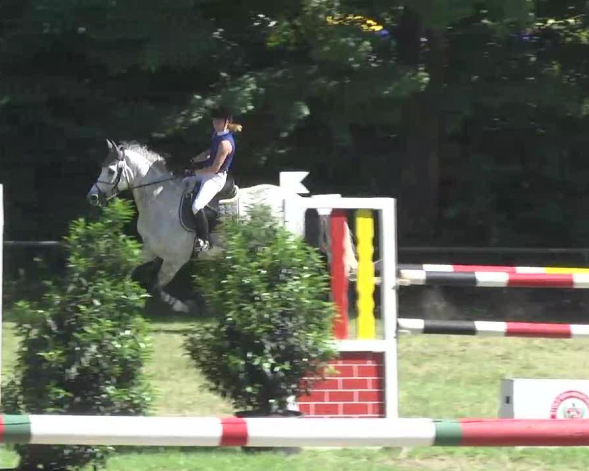 Springpferd Bolero S (Oldenburger Springpferd, 2004, von Baldini I)