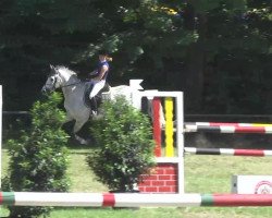 jumper Bolero S (Oldenburg show jumper, 2004, from Baldini I)