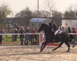 jumper Dayman 2 (Hanoverian, 2004, from Dauphin)