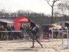 jumper Achsenia (German Sport Horse, 2008, from Arctic)