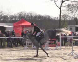 jumper Achsenia (German Sport Horse, 2008, from Arctic)