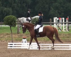 stallion Reitland's Cadeux B (German Riding Pony, 2005, from Cornett)