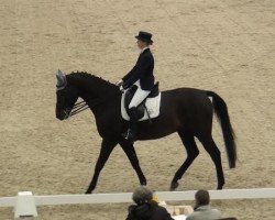 dressage horse Reve noir 2 (Rhinelander, 2005, from Revan)