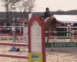 Springpferd Go For It van de Rostal (Belgisches Warmblut, 2006, von Nagano)