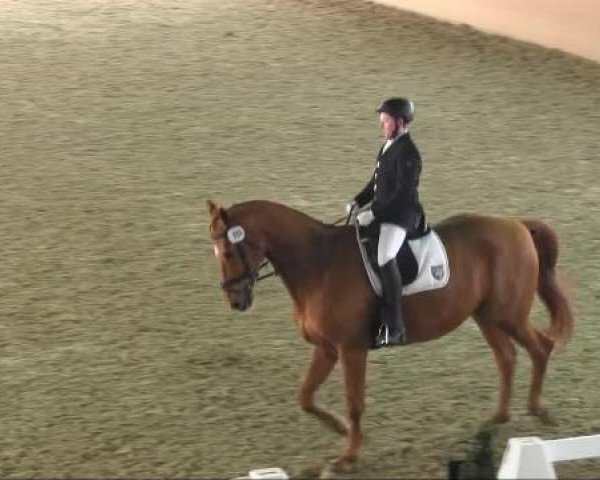 dressage horse Prestige 72 (Westphalian, 1996, from Philipo)