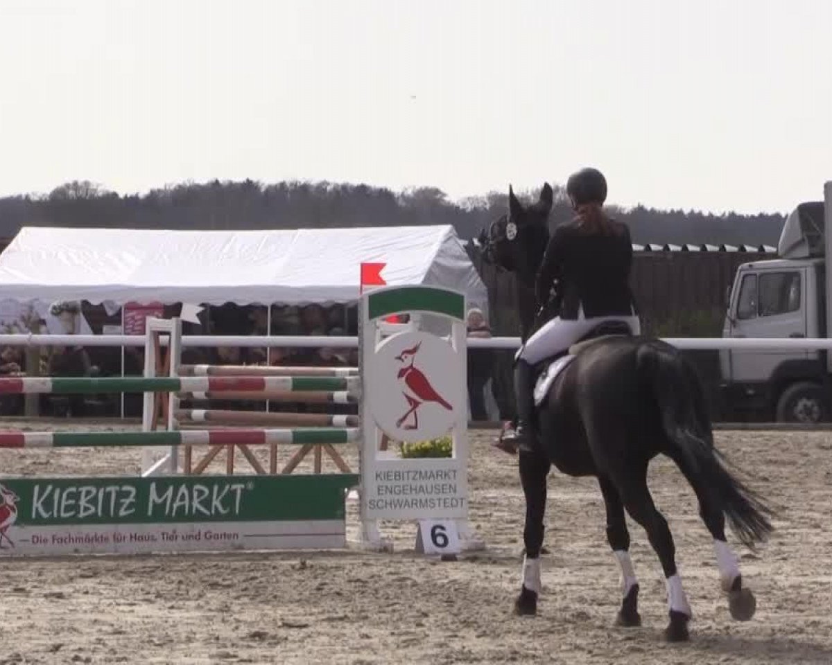 jumper Lysanto 5 (Hanoverian, 2006, from Langer Jan)