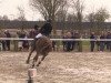 jumper Flavius 53 (Hanoverian, 2007, from For Play)