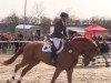 jumper Prinz Paul 14 (Hanoverian, 2008, from Perigueux)