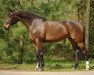 broodmare Rising Star 13 (Hanoverian, 2004, from Raphael)