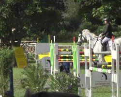 jumper Cyrano Z (Zangersheide riding horse, 2001, from Chellano Z)